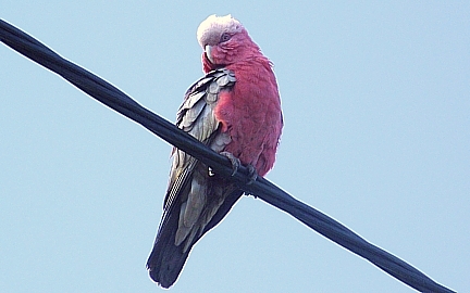 male female female galah cockatoo